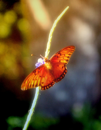 The Inner Journey of Transformation